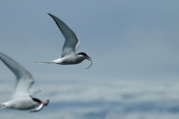 포토 JPG 해외이미지 응시 야생동물 바다 섬 날개 청소년 조류 낚시 아이슬란드 어업 사람없음 빨간색 파란색 검은색 회색 흰색 기도 자신감 우아함 북극 깃털 꼬리 부리 사냥꾼 북쪽 철새 계산서 수유 스칸디나비아 해외202105 해외포토 동물 직업 시선 감정 유럽 산업 컬러 컨셉 레저 사람 극지방 방향 파일형식
