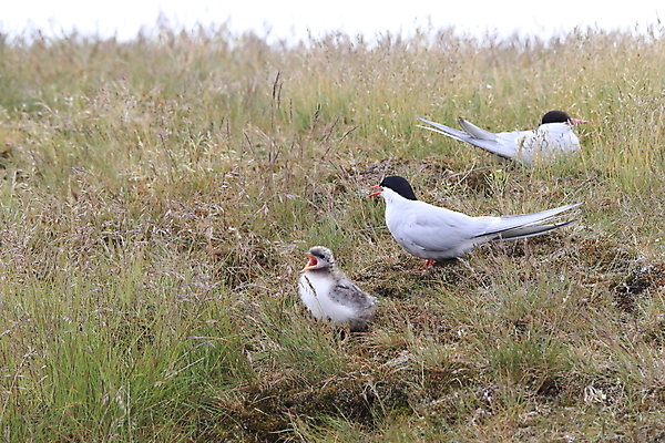 포토 JPG 해외이미지 동물 응시 야생동물 바다 섬 청소년 갈매기 조류 잉글랜드 병아리 아이슬란드 어업 사람없음 빨간색 흰색 아기 관찰 황무지 둥지 공격 북극 깃털 북쪽 철새 대서양 공격적 동물상 스칸디나비아 해외202105 해외포토 시선 유럽 산업 컬러 컨셉 모션 영국 사람 조형물 극지방 방향 파일형식