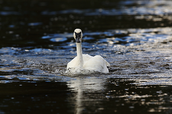 포토 JPG 해외이미지 공원 조류 산 국립공원 사람없음 물 계곡 흰색 연못 구멍 습지 큼 거위 멸종 물새 와이오밍 재활 착륙 해외202105 해외포토 자연요소 동물 공공시설 컬러 치료 크기 파일형식
