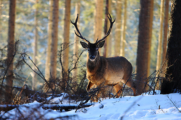 포토 JPG 해외이미지 나무 동물 척추동물 한마리 남자 야생동물 겨울 포유류 자연 사슴 생물 뿔 사람없음 야외 빨간색 세로 컬러풀 갈색 달러 추위 가을 흰색 숲 큼 바퀴자국 흰배경 내추럴 엘크 웅장함 초식 눈내림 반추동물 해외202105 해외포토 식물 1 계절 컬러 백그라운드 돈 자국 눈_날씨 사람 크기 생태계 파일형식