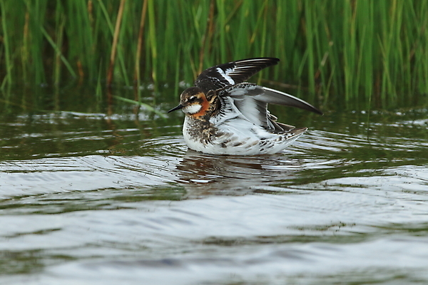 포토 JPG 해외이미지 동물 여자 호수 야생동물 새끼 바다 백그라운드 자연 조류 아침 병아리 노르웨이 아이슬란드 종류 사람없음 빨간색 물 파란색 컬러풀 수영 관찰 연못 습지 깃털 철새 짝짓기 스칸디나비아 해외202105 해외포토 주간 자연요소 유럽 컬러 모션 사람 수상스포츠 생태계 파일형식