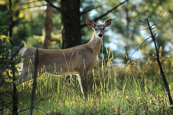 포토 JPG 해외이미지 동물 응시 남자 호수 야생동물 포유류 자연 초식동물 뿔 국립공원 성인 사람없음 야외 물 달러 흰색 쌍 황무지 숲 큼 가루 트로피 꼬리 북쪽 동물상 수유 아기사슴 해외202105 해외포토 자연요소 시선 공원 새끼 컬러 돈 사슴 사람 조형물 크기 방향 상_우승 생태계 파일형식