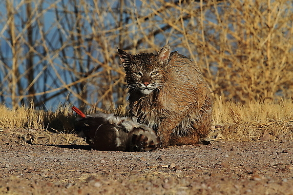 포토 JPG 해외이미지 나무 동물 야생동물 캐나다 겨울 포유류 자연 앉기 풍경 사람없음 야외 갈색 고양이 봄 숲 작음 먹이 육식동물 북쪽 뉴멕시코 스라소니 해외202105 해외포토 식물 계절 컬러 북아메리카 모션 반려동물 크기 방향 생태계 파일형식