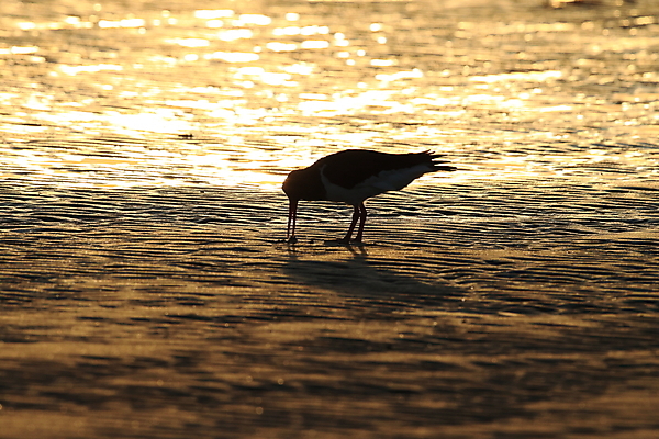 포토 JPG 해외이미지 조류 야외 물떼새 해외202105 검은머리물떼새 해외포토 동물 파일형식