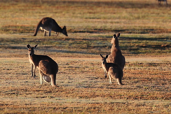 포토 JPG 해외이미지 동물 응시 공원 야생동물 포유류 자연 엄마 털 서기 풍경 사람없음 야외 초록색 여름 갈색 점프 권투 회색 아기 관찰 황무지 달콤 호주 숲 귀 캥거루 동쪽 내추럴 경보 동물상 오지 파우치 해외202105 해외포토 시선 계절 공공시설 컬러 가방 가족 모션 사람 신체부위 조형물 격투기 오세아니아 맛 방향 생태계 파일형식
