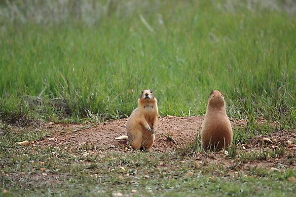 포토 JPG 해외이미지 동물 응시 공원 야생동물 포유류 청소년 자연 국립공원 서기 초원 사람없음 야외 초록색 갈색 검은색 구멍 황무지 개 설치류 언덕 5 북쪽 해외202105 해외포토 시선 공공시설 컬러 모션 사람 숫자 방향 생태계 파일형식