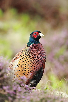 포토 JPG 해외이미지 동물 남자 야생동물 섬 백그라운드 날개 자연 조류 하늘 사슴 사람없음 초록색 컬러풀 봄 게임 흰색 개 발사 네덜란드 파란배경 사냥 사냥꾼 꿩 고립 동물상 해외202105 해외포토 직업 계절 유럽 컬러 포유류 놀이 사람 파란색 조형물 생태계 파일형식