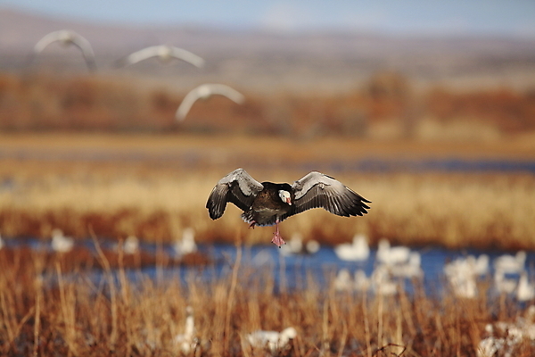 포토 JPG 해외이미지 동물 호수 야생동물 이동 겨울 날개 자연 조류 하늘 사람없음 야외 빨간색 물 파란색 검은색 봄 흰색 시골 그룹 우아함 군중 깃털 사냥 거위 물새 철새 뉴멕시코 해외202105 해외포토 자연요소 계절 컬러 컨셉 사람 생태계 파일형식