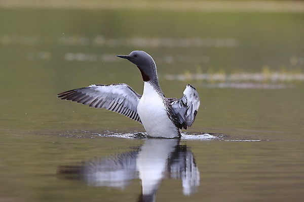 포토 JPG 해외이미지 동물 호수 야생동물 바다 날개 자연 조류 표면 영국 아이슬란드 사람없음 야외 가로 빨간색 물 여름 반사 수영 펼침 연못 서핑 잠수부 습지 몸단장 민물 변소 스칸디나비아 해외202105 해외포토 자연요소 계절 유럽 컬러 모션 수상스포츠 전문직 생태계 파일형식