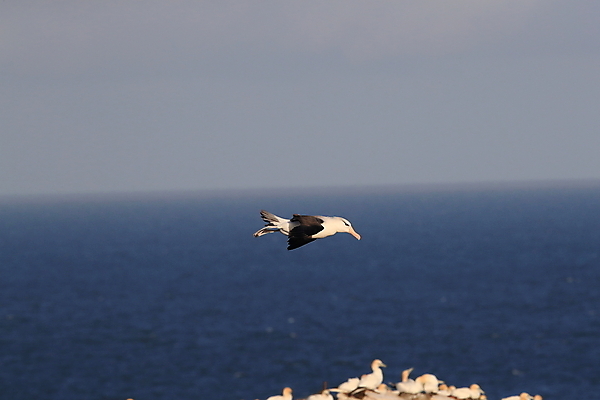 포토 JPG 해외이미지 동물 구름 섬 여행 모션 조류 하늘 영국 독일 사람없음 빨간색 흰색 남아메리카 우아함 남극 북극 역동적 부리 육식동물 대서양 다도해 해외202105 해외포토 자연요소 유럽 바다 컬러 컨셉 아메리카 극지방 파일형식