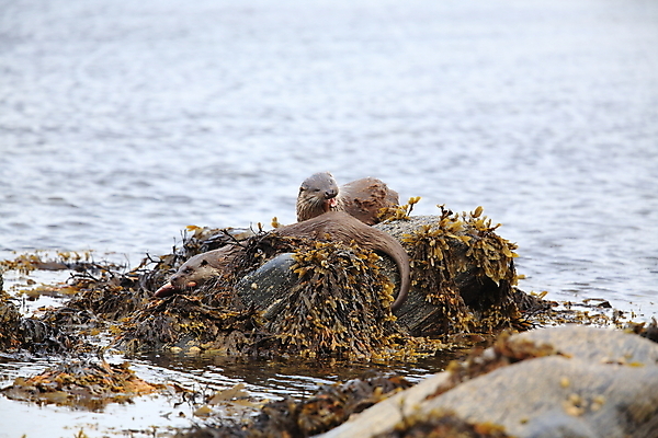 포토 JPG 해외이미지 나무 동물 유럽 얼굴 야생동물 겨울 포유류 자연 털 노르웨이 어업 사람없음 야외 물 강 갈색 머리 수영 젖음 게 관찰 닫기 묘사 코 귀 육식동물 북쪽 멸종 내추럴 동물상 해외202105 해외포토 자연요소 식물 계절 나라 산업 컬러 모션 갑각류 신체부위 조형물 수상스포츠 방향 생태계 파일형식