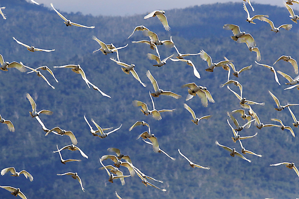 포토 JPG 해외이미지 나무 동물 야생동물 백그라운드 날개 자연 조류 앉기 사람없음 야외 가로 빨간색 초록색 반려동물 노란색 흰색 나뭇가지 호주 깃털 앵무새 갈기 내추럴 동물상 멀티 이국적 해외202105 해외포토 식물 컬러 모션 조형물 오세아니아 생태계 파일형식