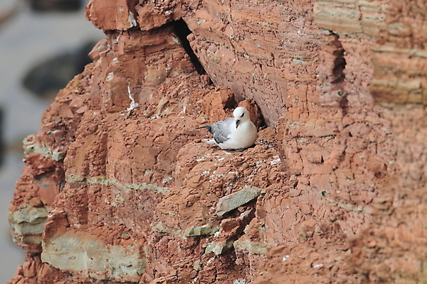 포토 JPG 해외이미지 동물 야생동물 파도 바다 날개 자연 갈매기 조류 영국 독일 아이슬란드 사람없음 야외 물 파란색 흰색 닫기 북극 깃털 부리 북쪽 대서양 왕국 해외202105 해외포토 자연요소 유럽 컬러 모션 극지방 방향 생태계 파일형식