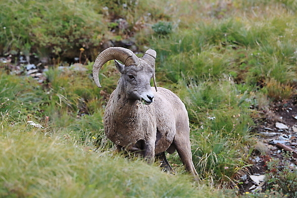 포토 JPG 해외이미지 동물 공원 남자 야생동물 여행 캐나다 곡선 포유류 자연 산 털 뿔 사람없음 옆모습 책 미국 시골 양 큼 트로피 활 사냥 오르기 양궁 북쪽 서식지 램 신발장 전국 로키산맥 해외202105 해외포토 공공시설 선 스포츠 뷰포인트 북아메리카 모션 사람 크기 방향 상_우승 생태계 파일형식