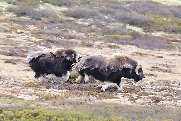 포토 JPG 해외이미지 주간 나무 동물 공원 얼굴 야생동물 산 뿔 노르웨이 사람없음 얼음 힘 분노 소 방어 보호 큼 북극 황소 싸움 서리 북쪽 거인 알래스카 양모 고립 동물상 스칸디나비아 혼자 힘찬 해외202105 해외포토 자연요소 식물 공공시설 감정 유럽 컨셉 포유류 모션 어류 신체부위 조형물 미국 직물 크기 극지방 방향 파일형식