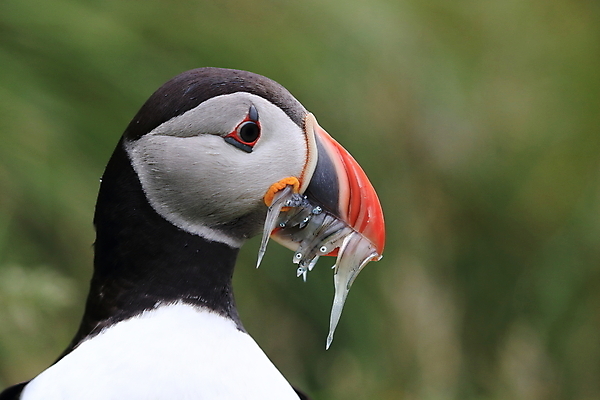 포토 JPG 해외이미지 유럽 2 자연 조류 아이슬란드 어류 서기 앉기 사람없음 가로 컬러풀 깃털 언덕 부리 대서양 남쪽 계산서 식민지 헤드랜드 해외202105 해외포토 동물 나라 바다 컬러 모션 수중동물 방향 생태계 파일형식