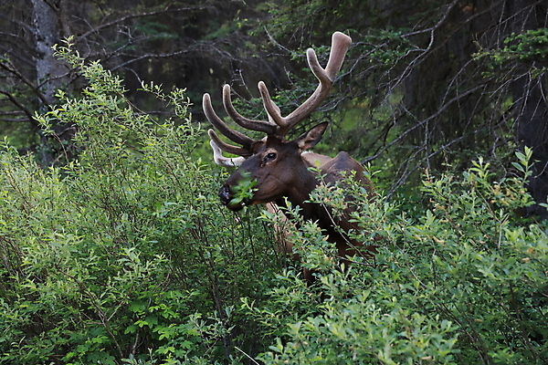 포토 JPG 해외이미지 동물 공원 남자 야생동물 캐나다 밭 포유류 자연 사슴 산 뿔 풍경 초원 사람없음 야외 초록색 갈색 숲 큼 먹이 먹기 바퀴자국 황소 사냥 내추럴 밴프 앨버타 엘크 웅장함 전국 로키산맥 그리너리 해외202105 해외포토 공공시설 컬러 북아메리카 농업 자국 모션 사람 소 크기 생태계 파일형식 트랜드컬러