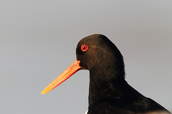 포토 JPG 해외이미지 조류 야외 물떼새 해외202105 검은머리물떼새 해외포토 동물 파일형식