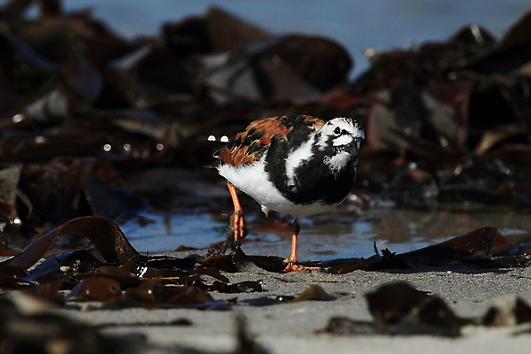 포토 JPG 해외이미지 동물 야생동물 모래 바다 태국 자연 조류 독일 사람없음 야외 물 컬러풀 갈색 환경 미국 봄 흰색 만 보호 작음 깃털 부리 동물상 수유 플로리다 해외202105 해외포토 자연요소 계절 유럽 아시아 컬러 컨셉 북아메리카 조형물 크기 생태계 파일형식
