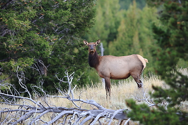포토 JPG 해외이미지 응시 공원 여자 야생동물 여행 2 엄마 사슴 뿔 앉기 사람없음 강 쌓기 달러 미국 아기 관찰 양 뜨거움 소 닫기 쌍둥이 황소 영양 북쪽 타운 멸종위기동물 제비 노려봄 매머드 암사슴 엘크 와이오밍 전국 해외202105 해외포토 동물 시선 공공시설 돈 북아메리카 포유류 가족 모션 조류 표정 사람 도시 암컷 방향 파일형식 멸종위기종