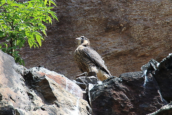 포토 JPG 해외이미지 동물 응시 야생동물 포즈 날개 조류 생물 독일 앉기 초원 사람없음 파란색 갈색 노란색 머리 회색 바위 숲 먹이 콧수염 깃털 속도 꼬리 사냥 부리 육식동물 사냥꾼 멸종 계산서 내추럴 떠남 석판 해외202105 해외포토 직업 시선 유럽 컬러 모션 수염 신체부위 돌_바위 파일형식