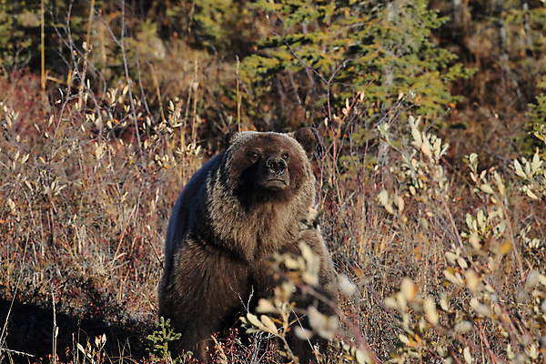 포토 JPG 해외이미지 동물 척추동물 공원 도로 야생동물 백그라운드 곰 포유류 자연 낚시 털 초원 사람없음 야외 초록색 여름 강 갈색 걷기 봄 가을 흰색 위험 큼 블루베리 육식동물 알래스카 고립 노란배경 해외202105 해외포토 계절 공공시설 길 컬러 컨셉 과일 교통시설 모션 레저 노란색 미국 크기 생태계 파일형식