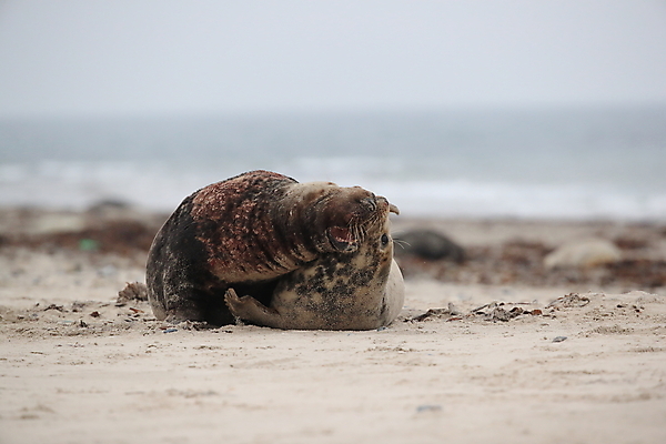 포토 JPG 해외이미지 동물 척추동물 커플 야생동물 모래 바다 포유류 자연 영국 사랑 사람없음 야외 다양 보호 먹이 모래언덕 생태계 생물학 육식동물 내추럴 생태학 왕국 생존 해외202105 해외포토 교육 감정 유럽 다수 컨셉 관계 언덕 파일형식