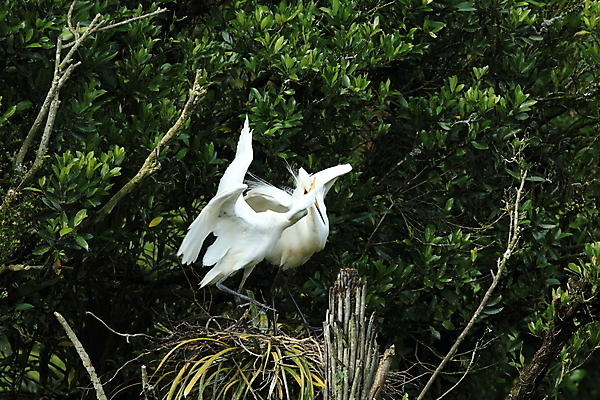 포토 JPG 해외이미지 동물 구름 야생동물 날개 자연 조류 초원 사람없음 야외 물 파란색 걷기 조약돌 흰색 황무지 우아함 습지 큼 왜가리 깃털 부리 뉴질랜드 육식동물 목 내추럴 고립 식민지 현재 해외202105 해외포토 자연요소 컬러 컨셉 모션 신체부위 돌_바위 오세아니아 크기 생태계 파일형식