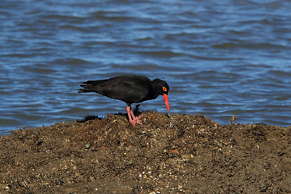 포토 JPG 해외이미지 조류 야외 물떼새 해외202105 검은머리물떼새 해외포토 동물 파일형식