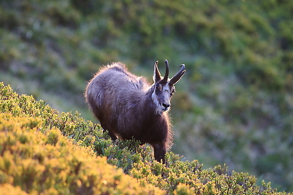 포토 JPG 해외이미지 동물 응시 유럽 야생동물 신체 장난 포유류 놀이 휴가 산 뿔 종류 성인 사람없음 빛 컬러풀 프랑스 작음 방목 보석 가득함 손목시계 즐거움 싱글 알프스 서식지 길이 내추럴 찰과상 해외202105 해외포토 시선 감정 나라 시계 컬러 장신구 사람 축산업 상처 크기 광석 파일형식