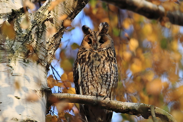 포토 JPG 해외이미지 나무 동물 응시 공원 여자 남자 야생동물 자연 조류 앉기 사람없음 목재 초록색 봄 덮개 숲 먹이 심볼 사냥 귀 육식동물 자작나무 동물상 옛날 해외202105 해외포토 식물 시선 계절 공공시설 컬러 재료 모션 사람 신체부위 조형물 뚜껑 생태계 파일형식