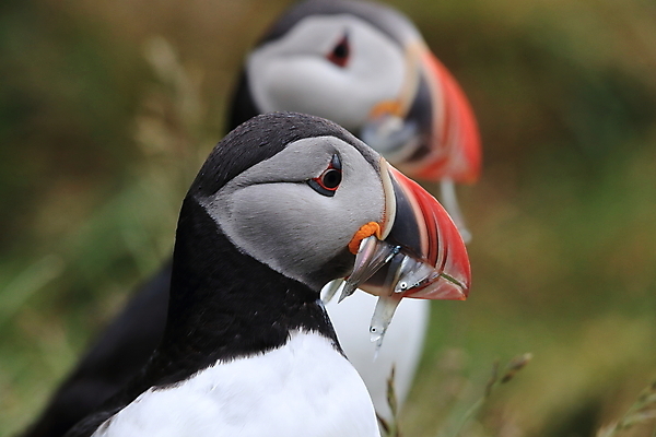 포토 JPG 해외이미지 유럽 2 자연 조류 아이슬란드 어류 서기 앉기 사람없음 가로 컬러풀 깃털 언덕 부리 대서양 남쪽 계산서 식민지 헤드랜드 해외202105 해외포토 동물 나라 바다 컬러 모션 수중동물 방향 생태계 파일형식