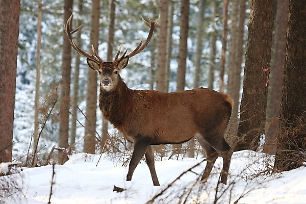 포토 JPG 해외이미지 나무 동물 척추동물 한마리 남자 야생동물 겨울 포유류 자연 사슴 생물 뿔 사람없음 야외 빨간색 세로 컬러풀 갈색 달러 추위 가을 흰색 숲 큼 바퀴자국 흰배경 내추럴 엘크 웅장함 초식 눈내림 반추동물 해외202105 해외포토 식물 1 계절 컬러 백그라운드 돈 자국 눈_날씨 사람 크기 생태계 파일형식
