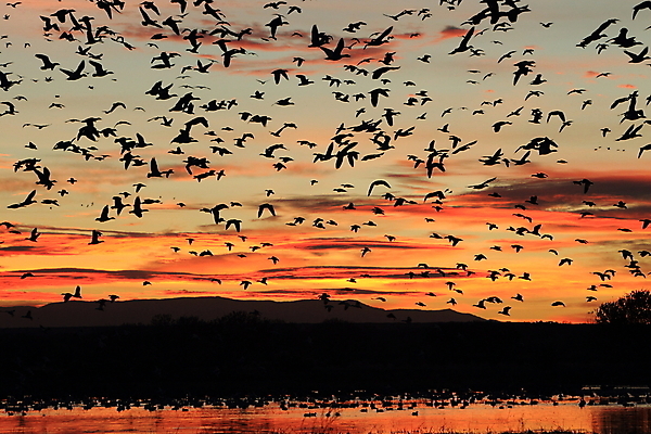포토 JPG 해외이미지 동물 호수 야생동물 이동 겨울 날개 자연 조류 하늘 사람없음 야외 빨간색 물 파란색 검은색 봄 흰색 시골 그룹 우아함 군중 깃털 사냥 거위 물새 철새 뉴멕시코 해외202105 해외포토 자연요소 계절 컬러 컨셉 사람 생태계 파일형식