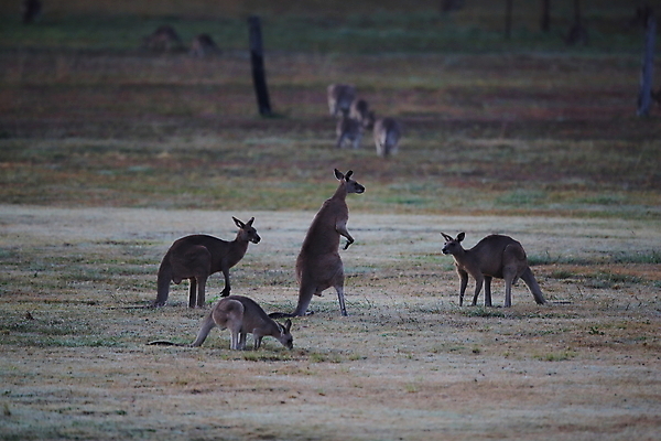 포토 JPG 해외이미지 동물 응시 공원 야생동물 포유류 자연 엄마 털 서기 풍경 사람없음 야외 초록색 여름 갈색 점프 권투 회색 아기 관찰 황무지 달콤 호주 숲 귀 캥거루 동쪽 내추럴 경보 동물상 오지 파우치 해외202105 해외포토 시선 계절 공공시설 컬러 가방 가족 모션 사람 신체부위 조형물 격투기 오세아니아 맛 방향 생태계 파일형식