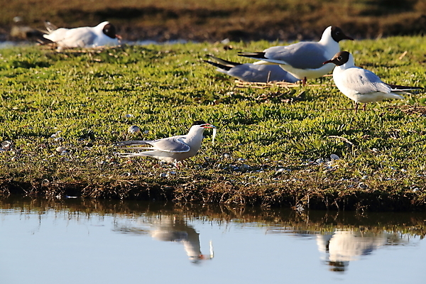 포토 JPG 해외이미지 동물 유럽 야생동물 바다 섬 패턴 날개 갈매기 조류 낚시 사람없음 가로 빨간색 물 파란색 머리 검은색 회색 흰색 잡기 자신감 북극 깃털 네덜란드 다이빙 부리 사냥꾼 북쪽 철새 계산서 공격적 동물상 정확 해외202105 해외포토 자연요소 직업 감정 나라 컬러 컨셉 무늬 모션 레저 신체부위 조형물 수영 극지방 방향 수중스포츠 파일형식