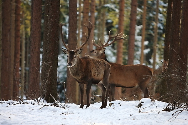 포토 JPG 해외이미지 나무 동물 척추동물 한마리 남자 야생동물 겨울 포유류 자연 사슴 생물 뿔 사람없음 야외 빨간색 세로 컬러풀 갈색 달러 추위 가을 흰색 숲 큼 바퀴자국 흰배경 내추럴 엘크 웅장함 초식 눈내림 반추동물 해외202105 해외포토 식물 1 계절 컬러 백그라운드 돈 자국 눈_날씨 사람 크기 생태계 파일형식