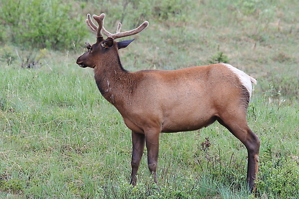 포토 JPG 해외이미지 동물 공원 여자 남자 야생동물 캐나다 날개 포유류 자연 조류 사슴 산 앉기 초원 사람없음 야외 환경 달러 가을 게임 황무지 군중 큼 바퀴자국 깃털 황소 사냥 서식지 동물상 밴프 분배 앨버타 엘크 전국 해외202105 해외포토 계절 공공시설 돈 북아메리카 자국 모션 놀이 사람 조형물 소 크기 생태계 파일형식