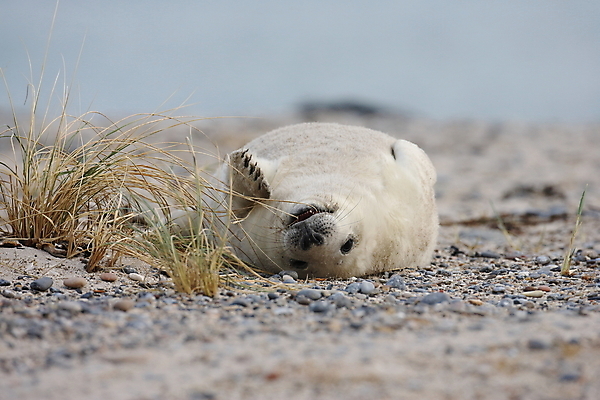 포토 JPG 해외이미지 동물 유럽 야생동물 새끼 바다 섬 포유류 자연 털 독일 사랑 해변 사람없음 야외 귀여움 환경 회색 코트 흰색 아기 신생아 보호 물개 모래언덕 북쪽 멸종 대서양 생태학 해외202105 해외포토 교육 감정 나라 컬러 컨셉 사람 바다동물 외투 방향 언덕 생태계 파일형식