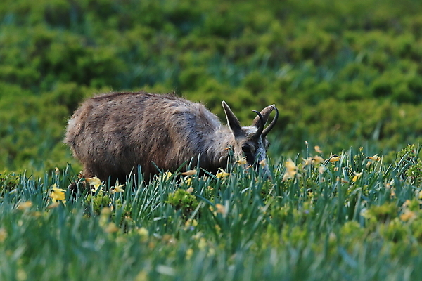 포토 JPG 해외이미지 동물 응시 유럽 야생동물 신체 장난 포유류 놀이 휴가 산 뿔 종류 성인 사람없음 빛 컬러풀 프랑스 작음 방목 보석 가득함 손목시계 즐거움 싱글 알프스 서식지 길이 내추럴 찰과상 해외202105 해외포토 시선 감정 나라 시계 컬러 장신구 사람 축산업 상처 크기 광석 파일형식