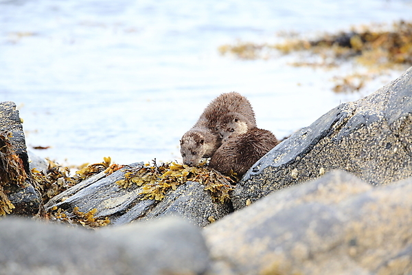 포토 JPG 해외이미지 나무 동물 유럽 얼굴 야생동물 겨울 포유류 자연 털 노르웨이 어업 사람없음 야외 물 강 갈색 머리 수영 젖음 게 관찰 닫기 묘사 코 귀 육식동물 북쪽 멸종 내추럴 동물상 해외202105 해외포토 자연요소 식물 계절 나라 산업 컬러 모션 갑각류 신체부위 조형물 수상스포츠 방향 생태계 파일형식