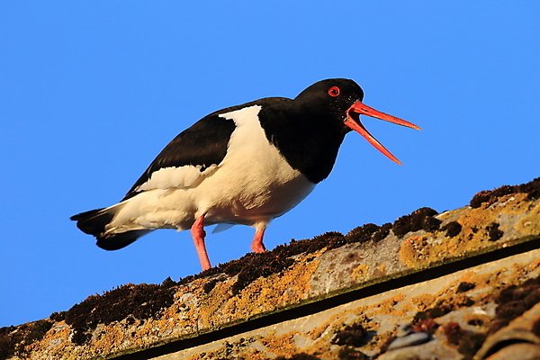 포토 JPG 해외이미지 조류 야외 물떼새 해외202105 검은머리물떼새 해외포토 동물 파일형식