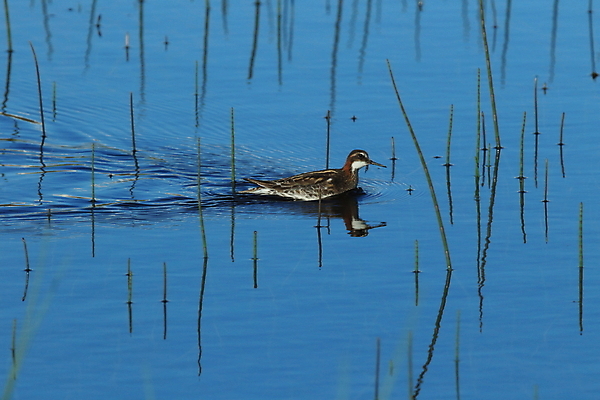 포토 JPG 해외이미지 동물 여자 호수 야생동물 새끼 바다 백그라운드 자연 조류 아침 병아리 노르웨이 아이슬란드 종류 사람없음 빨간색 물 파란색 컬러풀 수영 관찰 연못 습지 깃털 철새 짝짓기 스칸디나비아 해외202105 해외포토 주간 자연요소 유럽 컬러 모션 사람 수상스포츠 생태계 파일형식