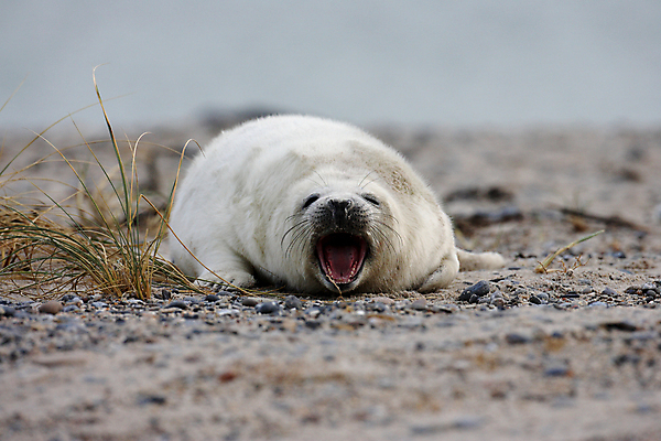 포토 JPG 해외이미지 동물 유럽 야생동물 새끼 바다 섬 포유류 자연 털 독일 사랑 해변 사람없음 야외 귀여움 환경 회색 코트 흰색 아기 신생아 보호 물개 모래언덕 북쪽 멸종 대서양 생태학 해외202105 해외포토 교육 감정 나라 컬러 컨셉 사람 바다동물 외투 방향 언덕 생태계 파일형식