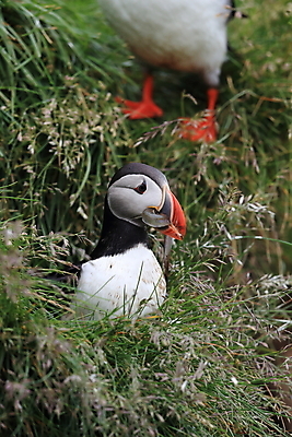 포토 JPG 해외이미지 유럽 2 자연 조류 아이슬란드 어류 서기 앉기 사람없음 가로 컬러풀 깃털 언덕 부리 대서양 남쪽 계산서 식민지 헤드랜드 해외202105 해외포토 동물 나라 바다 컬러 모션 수중동물 방향 생태계 파일형식
