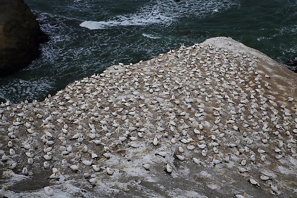 포토 JPG 해외이미지 계절 야생동물 바다 섬 자연 조류 하늘 바람 날씨 새로움 사람없음 물 여름 파란색 햇빛 노란색 검은색 일몰 흰색 만 점 쌍 둥지 망토 깃털 뉴질랜드 북쪽 내추럴 서쪽 식민지 스플래쉬 많음 해외202105 해외포토 자연요소 동물 컬러 컨셉 태양 노을 오세아니아 방향 생태계 파일형식