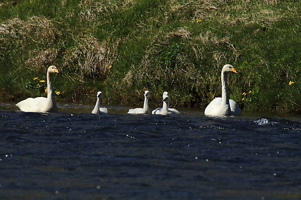 포토 JPG 해외이미지 식물 동물 응시 유럽 호수 야생동물 이동 자연 조류 엄마 산 병아리 아이슬란드 갈대 앉기 풍경 사람없음 가로 물 파란색 노란색 환경 사진촬영 수영 흰색 시골 아기 연못 둥지 큼 부리 백조 물새 구성 동물상 해외202105 해외포토 자연요소 시선 나라 컬러 컨셉 가족 모션 사람 조형물 촬영 수상스포츠 크기 생태계 파일형식