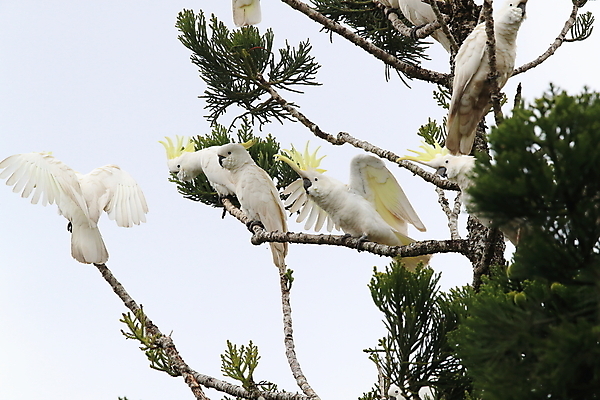 포토 JPG 해외이미지 나무 동물 야생동물 백그라운드 날개 자연 조류 앉기 사람없음 야외 가로 빨간색 초록색 반려동물 노란색 흰색 나뭇가지 호주 깃털 앵무새 갈기 내추럴 동물상 멀티 이국적 해외202105 해외포토 식물 컬러 모션 조형물 오세아니아 생태계 파일형식