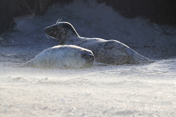 포토 JPG 해외이미지 동물 유럽 야생동물 새끼 바다 섬 포유류 자연 털 독일 사랑 해변 사람없음 야외 귀여움 환경 회색 코트 흰색 아기 신생아 보호 물개 모래언덕 북쪽 멸종 대서양 생태학 해외202105 해외포토 교육 감정 나라 컬러 컨셉 사람 바다동물 외투 방향 언덕 생태계 파일형식