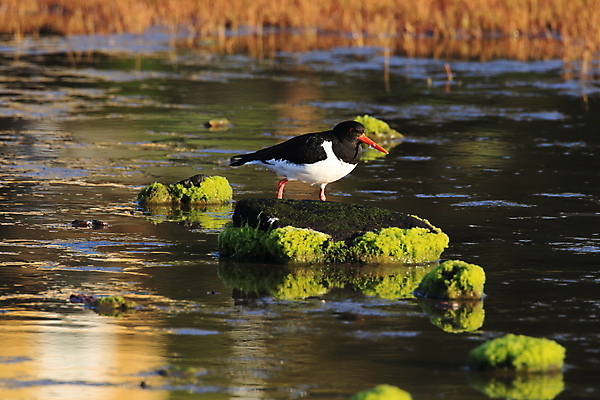 포토 JPG 해외이미지 조류 야외 물떼새 해외202105 검은머리물떼새 해외포토 동물 파일형식